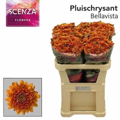 Chr G Bellavista 70cm 60gram