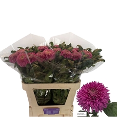 Chr G Mariell Purple 80cm 80gram