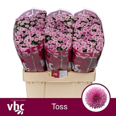 Chr San Aaa Toss 55cm 100g