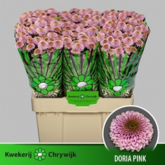 Chr San Doria Pink 55cm 120g