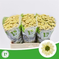 Chr San Rossi Cream 55cm 110g