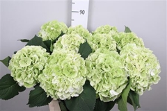 Hydr M Whi Verena Cl 80cm 22cm Ø