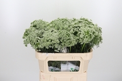 Ammi Vis Casablanca 70cm