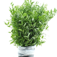 Danae Racemosa Pb 70cm
