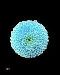 Chr S Dusty Pastel Blue