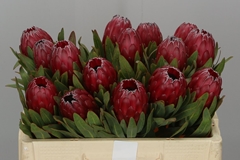 Protea Ov Per Piece 60cm