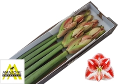 Hipp St Popov 75cm 4+