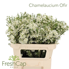 Chame Un Ofir 70cm 50gram 34