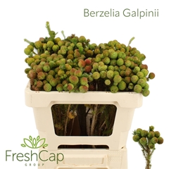 Berzelia Galpinii