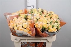 R Tr Sweet Chablis 70cm 75+