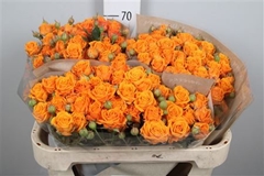 R Tr Orange Queen 70cm 55+