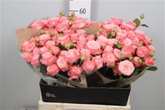 R Tr First Date 60cm 45+