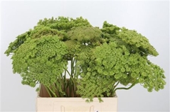 Ammi Visn Green Mist 50cm