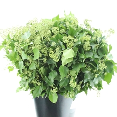 Hedera H Blad 50cm 400gram