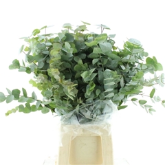 Euca Cinerea P Bunch 70cm 300gram