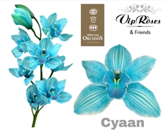 Cymb Dyed Cyaan