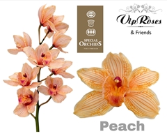 Cymb Dyed Peach