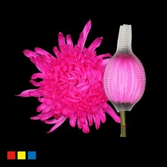 Chr G Stravin Klb H% 70cm