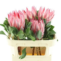 Protea Ov Per Piece 70cm