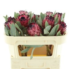 Protea Rubens 60cm