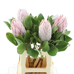 Protea Cynaroides 60cm