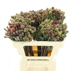 Kaaps Groen 50cm