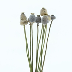 Dried Flowers 100 Gram 65cm