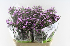 Ast Double Da Pink 80cm 25gram