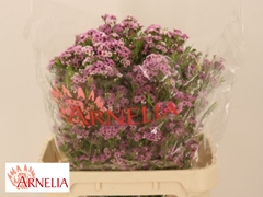 Chame Giselle 80cm 70gram 24