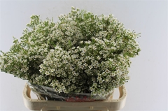 Chame Un Pearl Butto 80cm 70gram 24