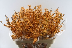 Ilex Golden Verboom 80cm