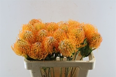 Leuco Jelena 50cm