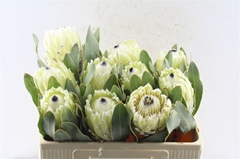 Protea M Polar Princ 50cm