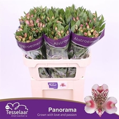 Alstr Panorama 75cm 60gram