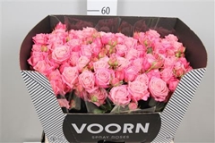 R Tr Sweet Bubbles 60cm 55+