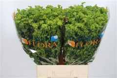 Bupleurum Rotundifol 70cm
