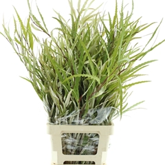 Gr Ivanhoe Bronze Bs 80cm 300gram