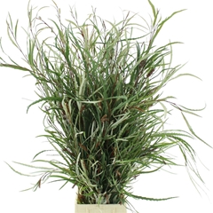 Grevi Baileyana 80cm 300gram