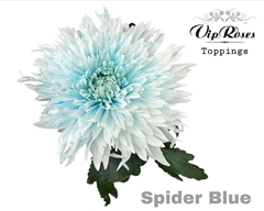 Chr G Spider Blue