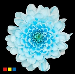 Chr T Altaj Pastel Blue