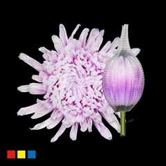 Chr G Stravin Klb H% 70cm