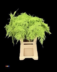 Asp Colortreated 65cm