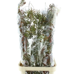 Rosa Corallo 120cm