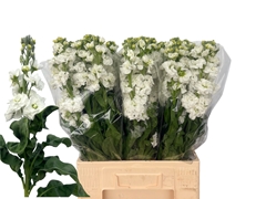 Matth Stx White 60cm 24
