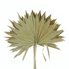 Droogbl Onbew 6% Bunch 60cm