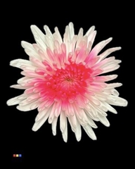 Chr G Ana White + Pink Neon