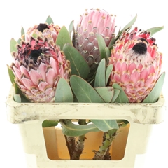 Protea Barbigera 50cm