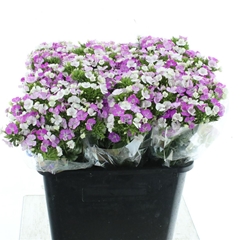 Di Barb Am Laven Mag 55cm 24
