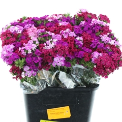 Di Barb Mixed 55cm 24