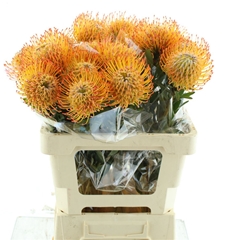 Leuco Ayoba Sun 60cm